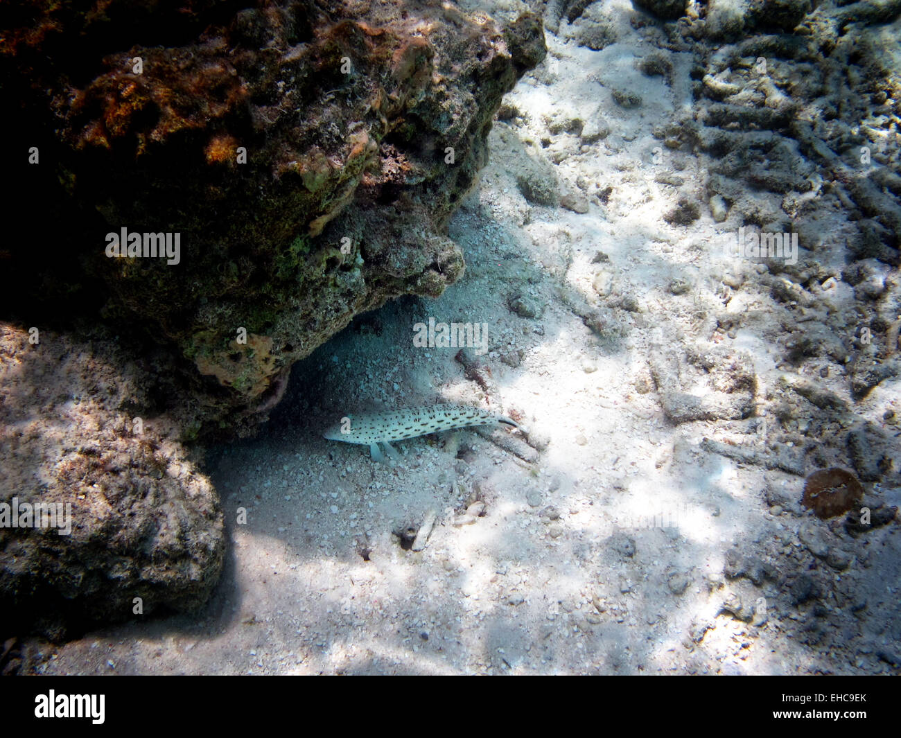 Sand goby  (Bandit goby?) on a coral reef in the Maldives Stock Photo