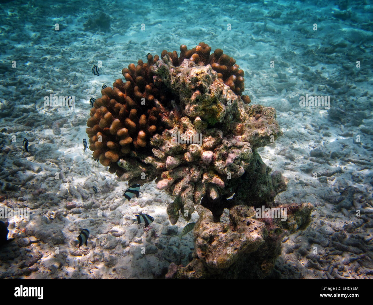 A shoal of Humbug damselfish or Whitetail dascyllus swimming around Acropora coral heads in the Maldives Stock Photo