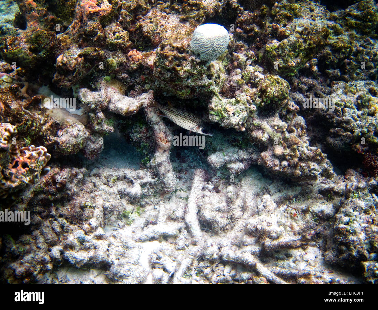Spotfin squirrelfish sheltering on a coral reef in the Maldives with a