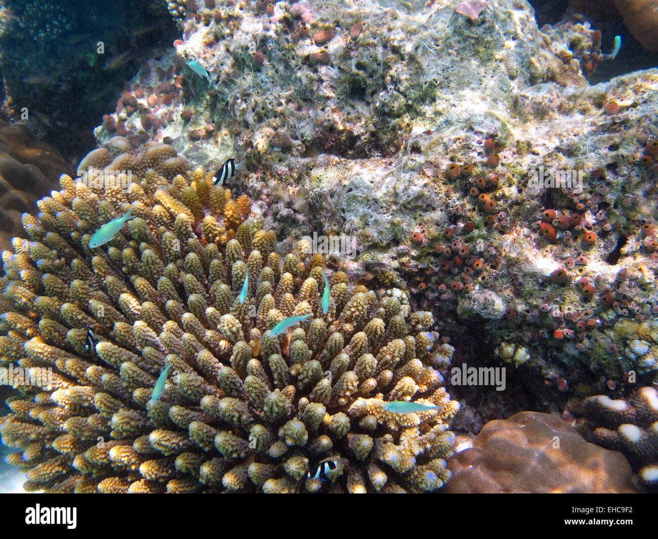 A  shoal of Peacock damselfish and a Humbug Dascyllus swim over a coral reef in the Maldives Stock Photo