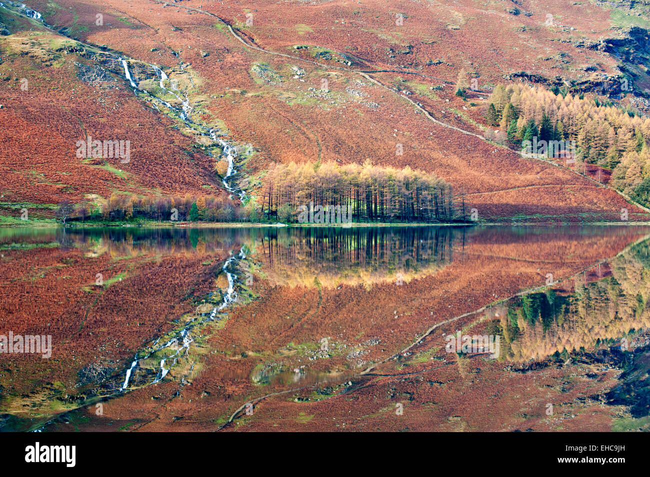 Autumnal Copse of Trees on the shore of Buttermere, Lake District National Park, Cumbria, England, UK Stock Photo