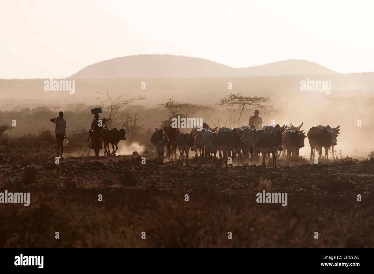 Turkana people bringing the cattle back to the village at sunset, Kenya Stock Photo