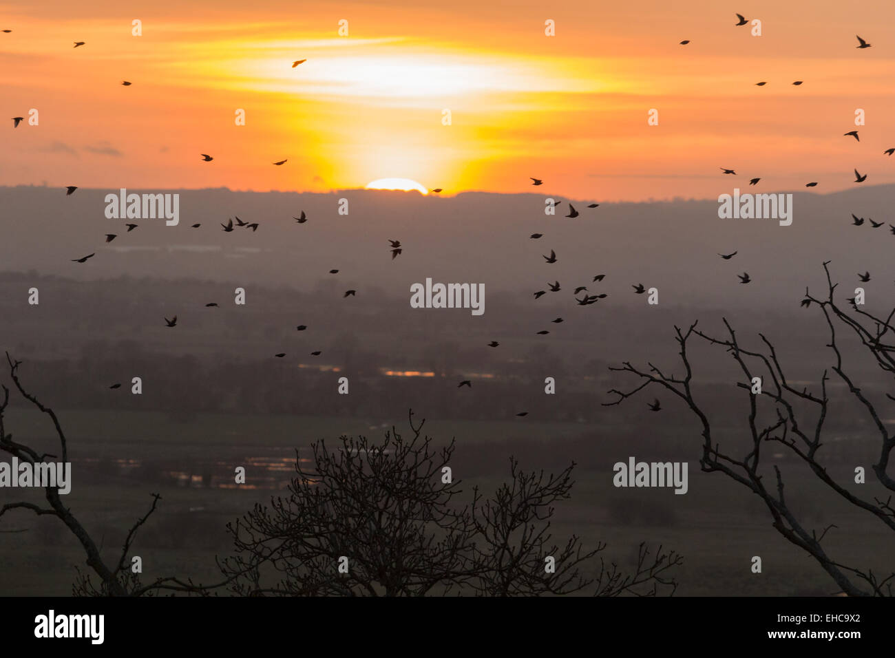 Looking over the Somerset Levels from Walton Hill, the sun goes down behind the Quantock Hills as a flock of starlings passes Stock Photo