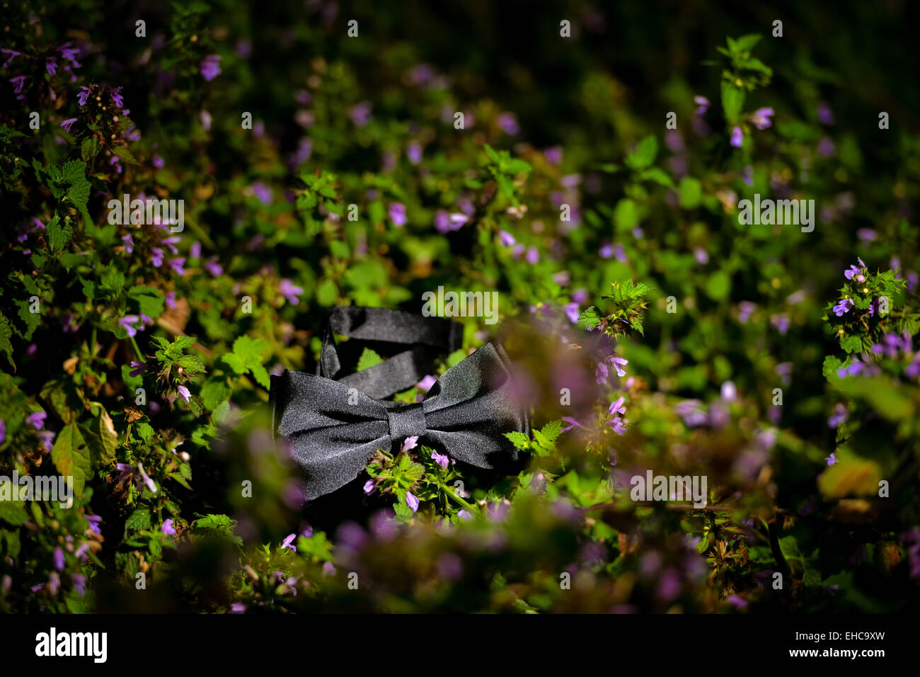 Black bow tie sitting on purple flowers on a summer day Stock Photo