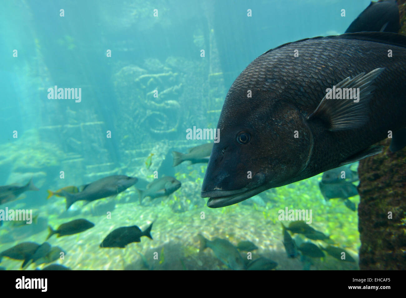 Underwater scene with a lot of colorful fish Stock Photo