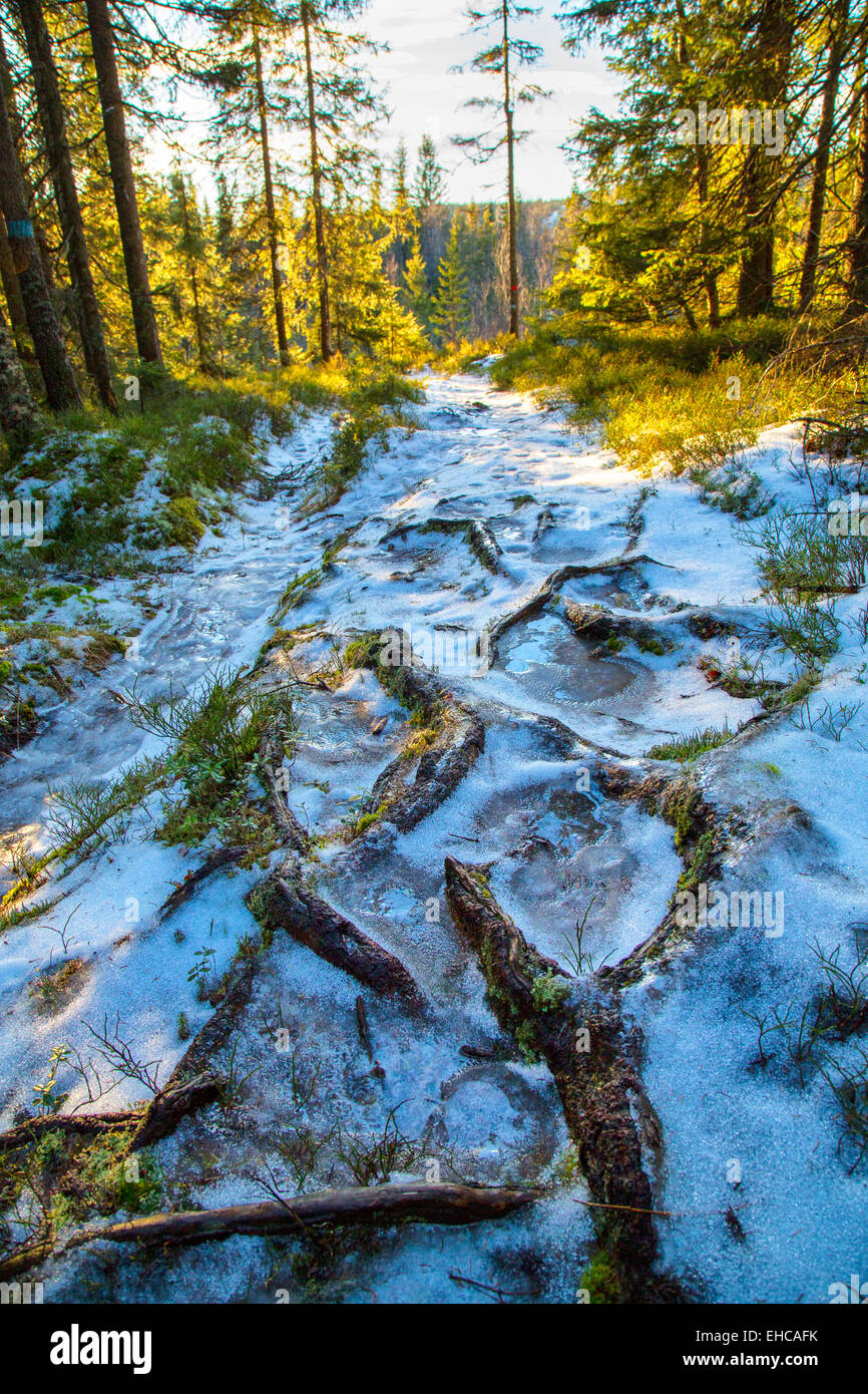 Snowy path with tree roots leading through the forest into the sun Stock Photo