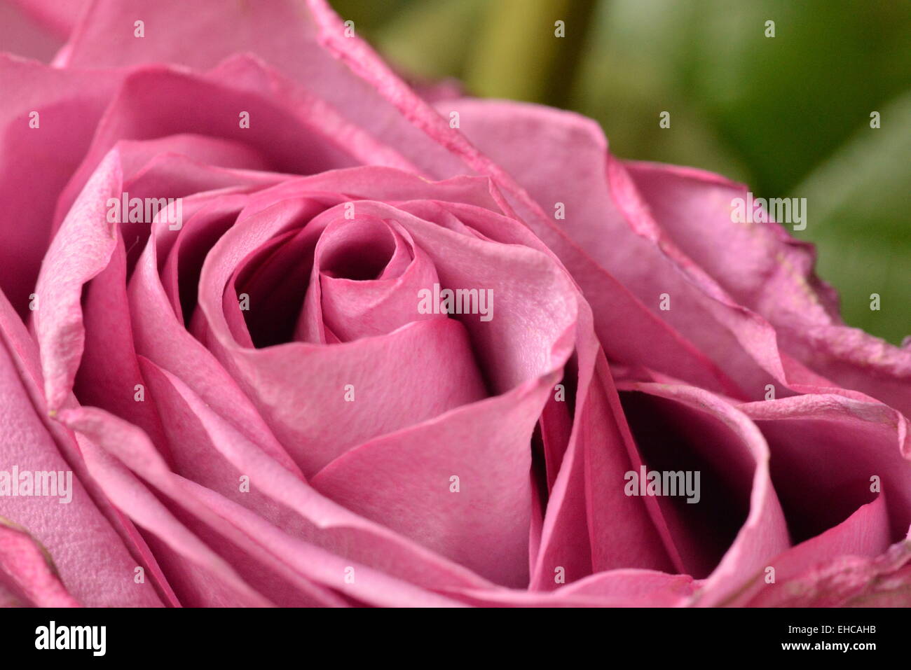 Beautiful pink rose flower Stock Photo Alamy