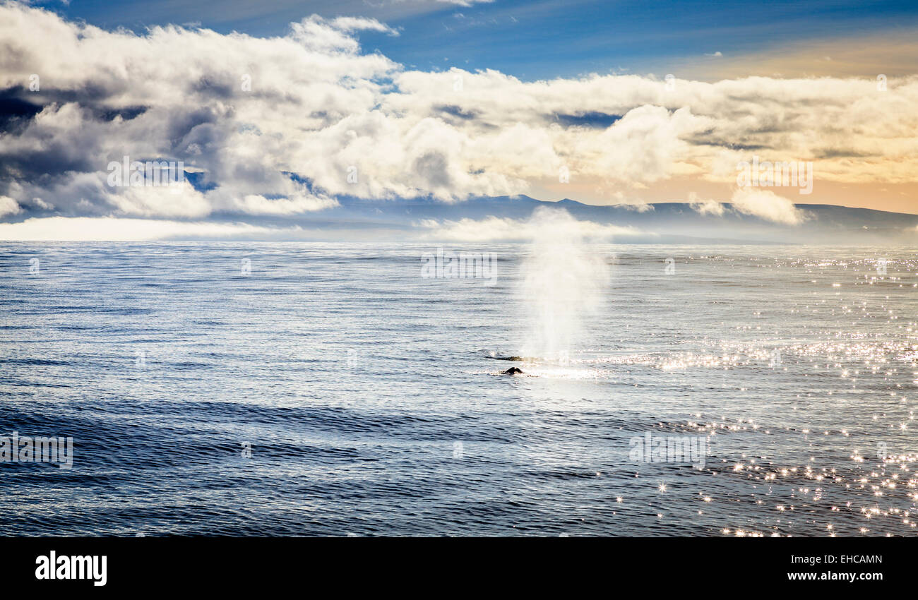 Humpback whale blowing water in the Skjálfandi Bay in Northern Iceland ...