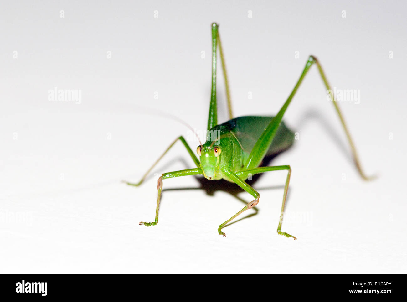 Close up of a green grasshopper in Bali Indonesia Stock Photo