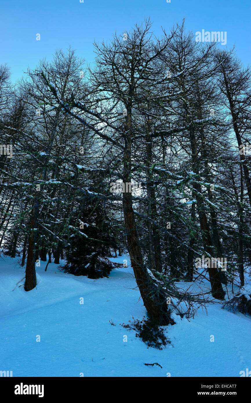 Typical trees from the Alpes, some says that the oldest and biggest one is around that area, the Karellis. Stock Photo