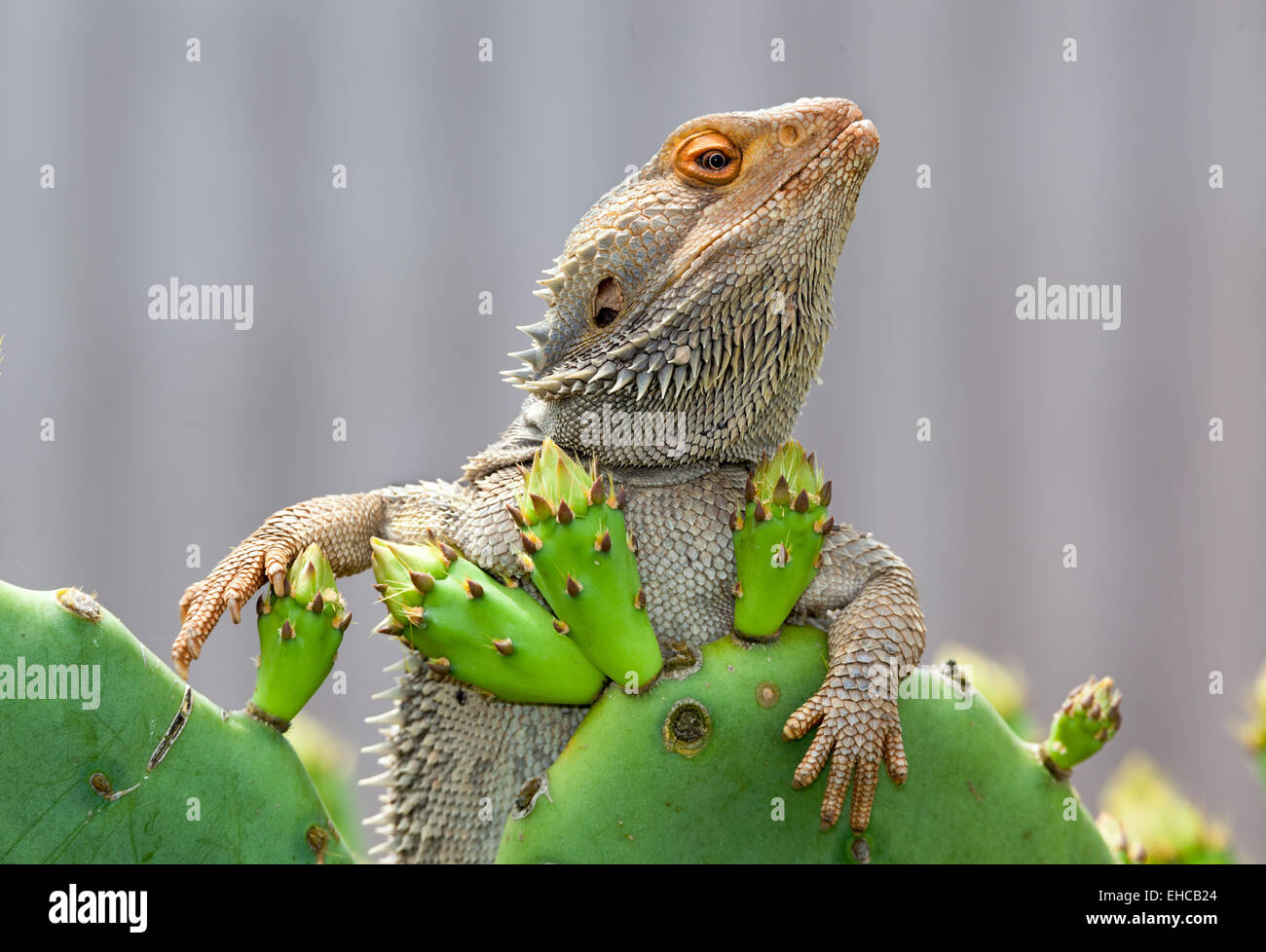 australian lizard just chilling Stock Photo