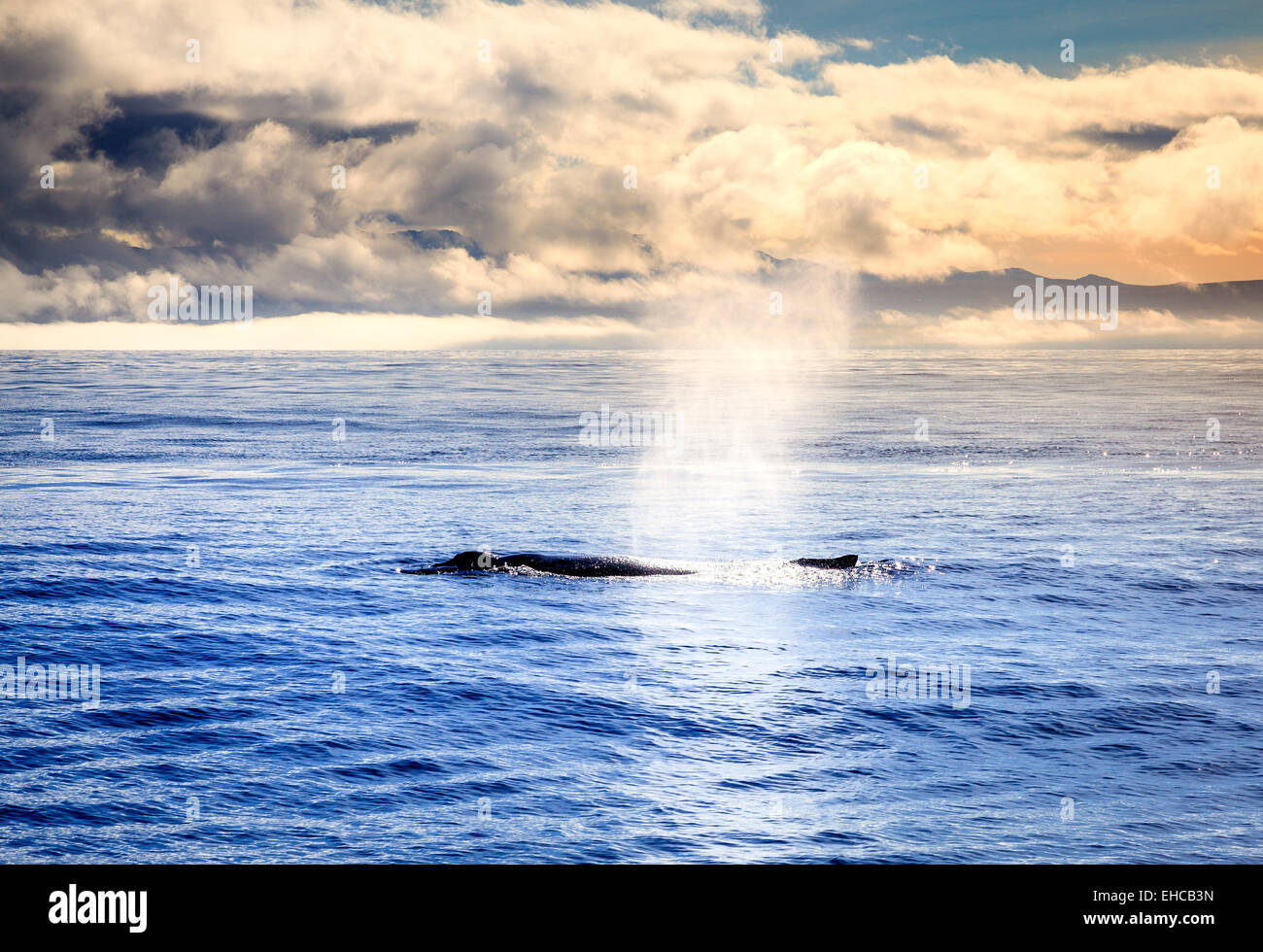 Humpback whale blowing water in the Skjálfandi Bay in Northern Iceland ...