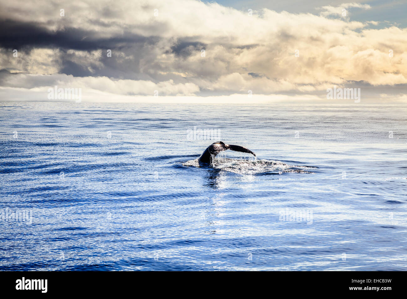 Diving humpback whale in the Skjalfandi Bay in Northern Iceland Stock ...