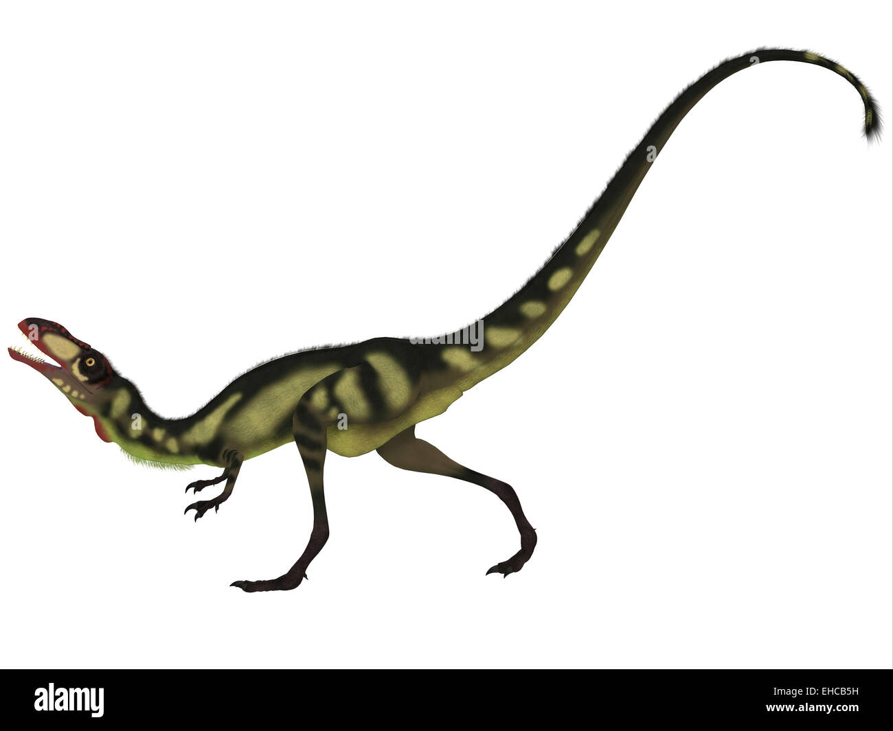 Dilong was a small carnivorous dinosaur that lived in the Cretaceous Era of China. Stock Photo