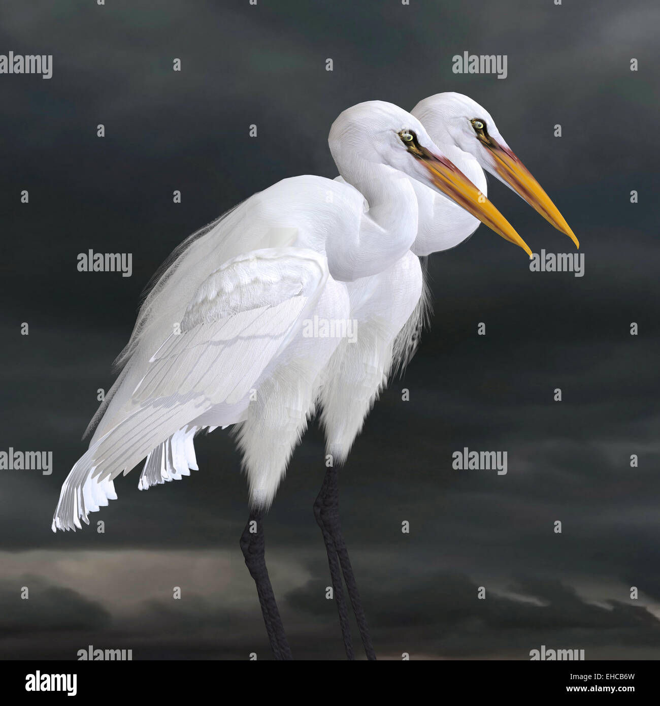 The Great Egret is a saltwater and freshwater wader hunting fish, frogs and small aquatic animals. Stock Photo