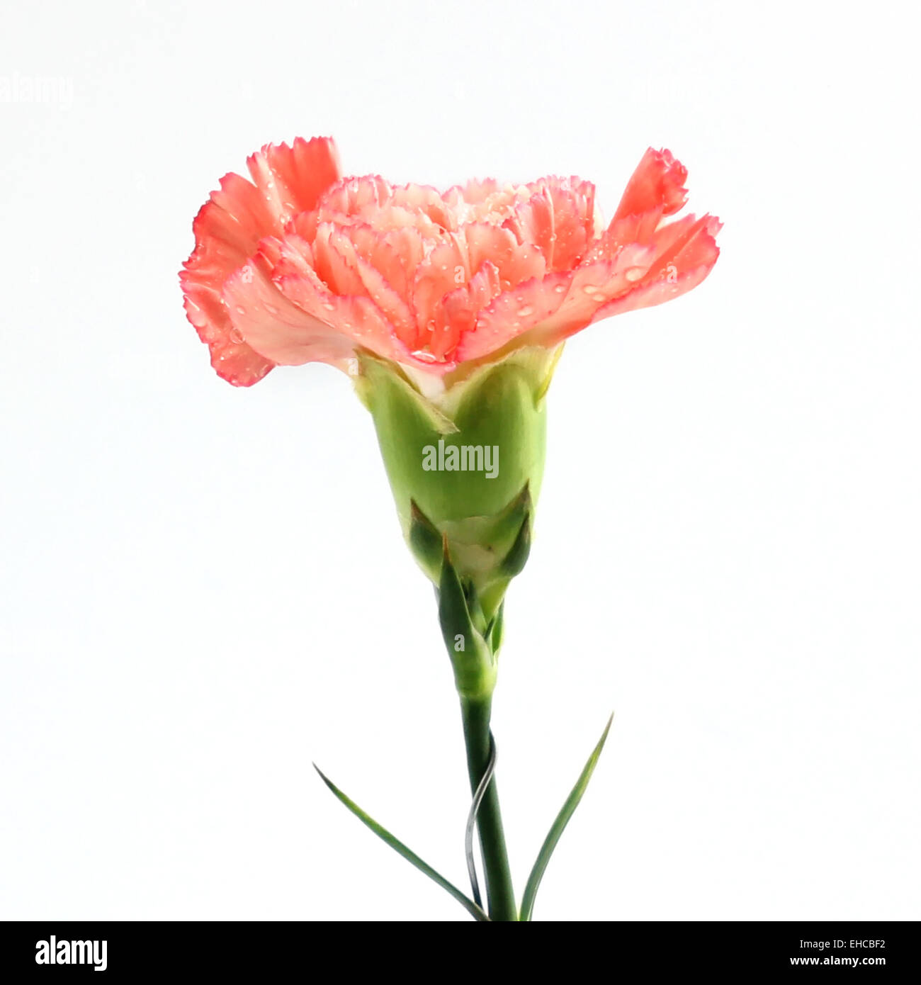 carnation flower isolated on white background Stock Photo - Alamy