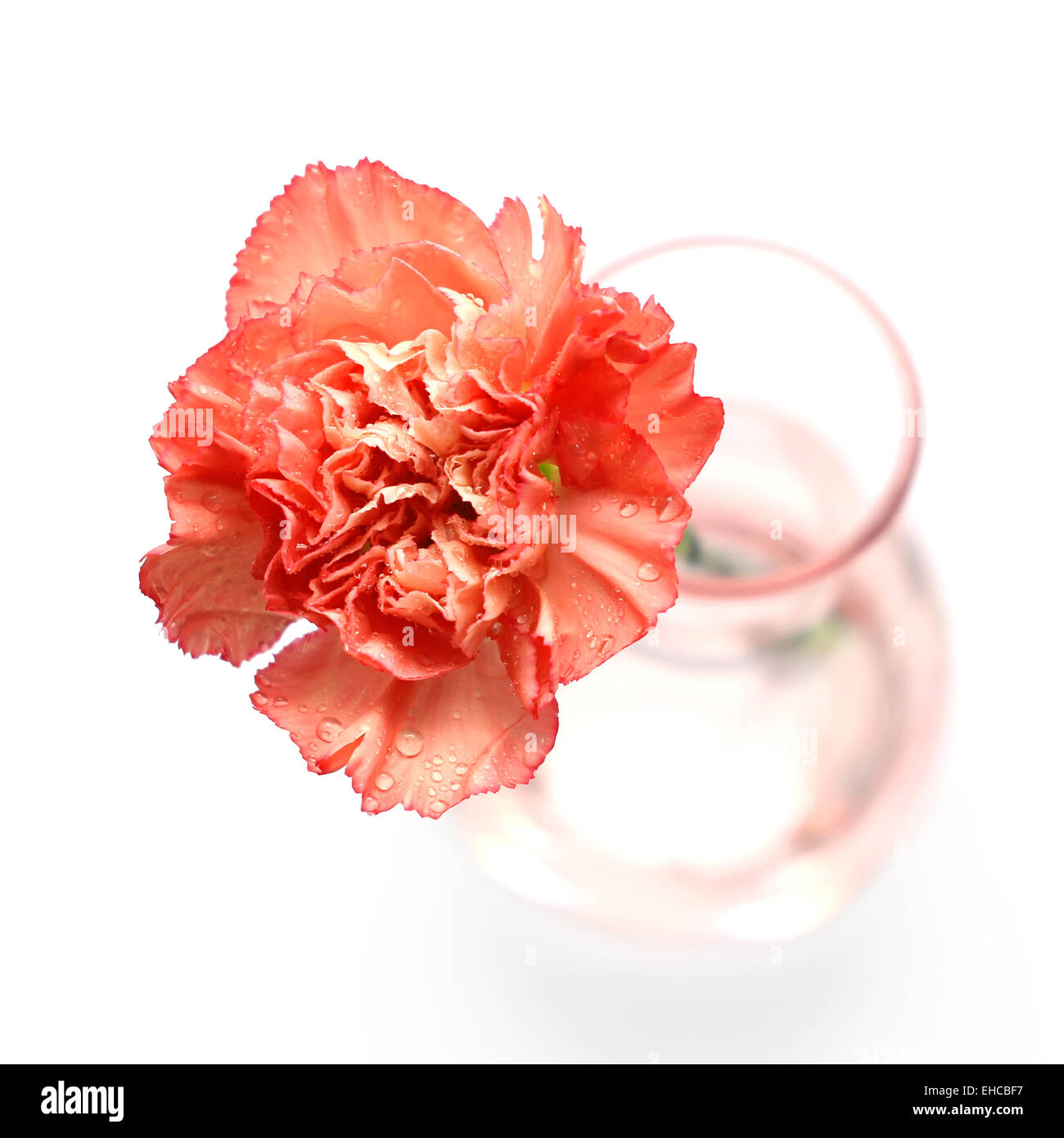 carnation flower isolated on white background Stock Photo - Alamy