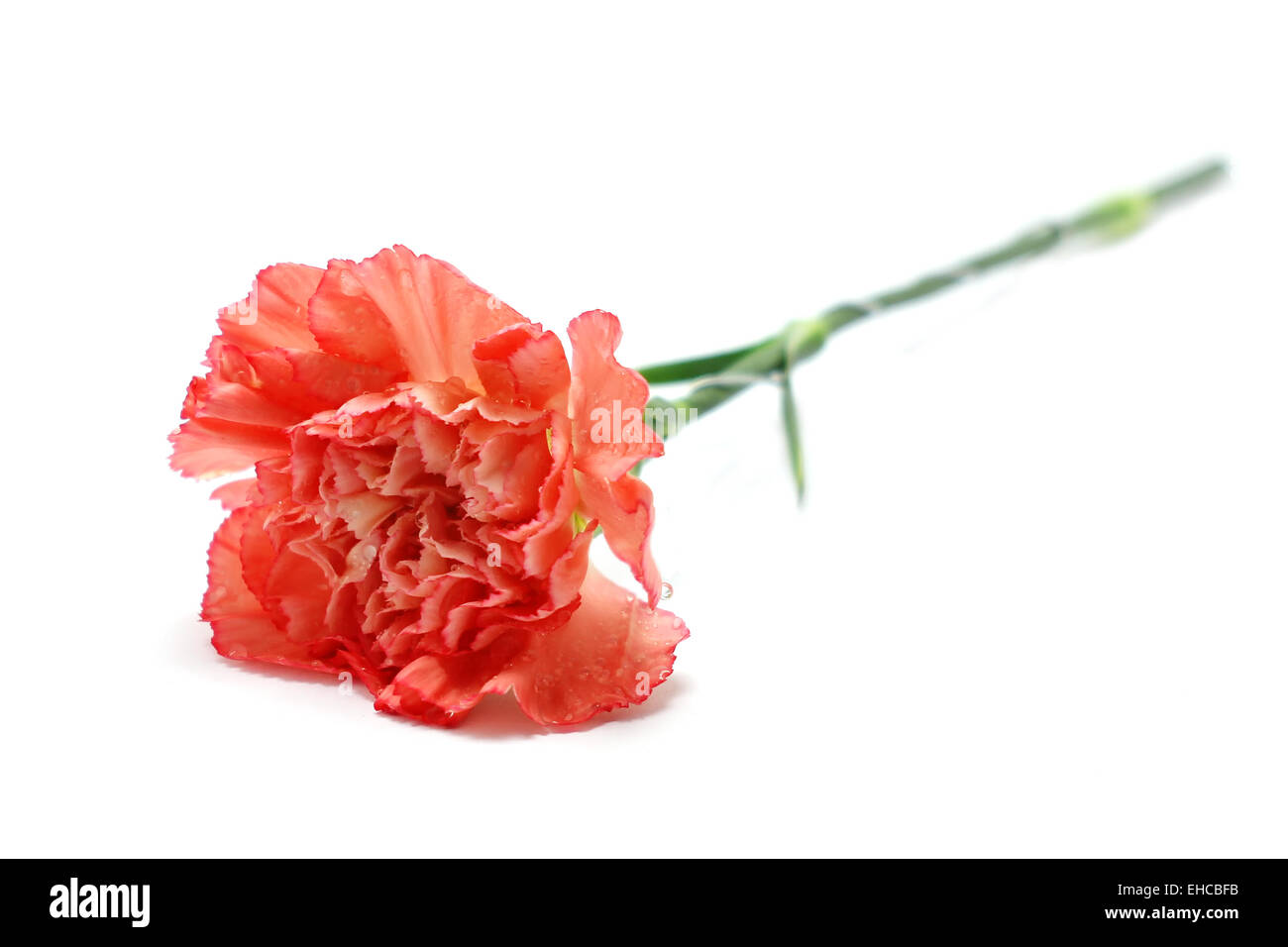 carnation flower isolated on white background Stock Photo - Alamy