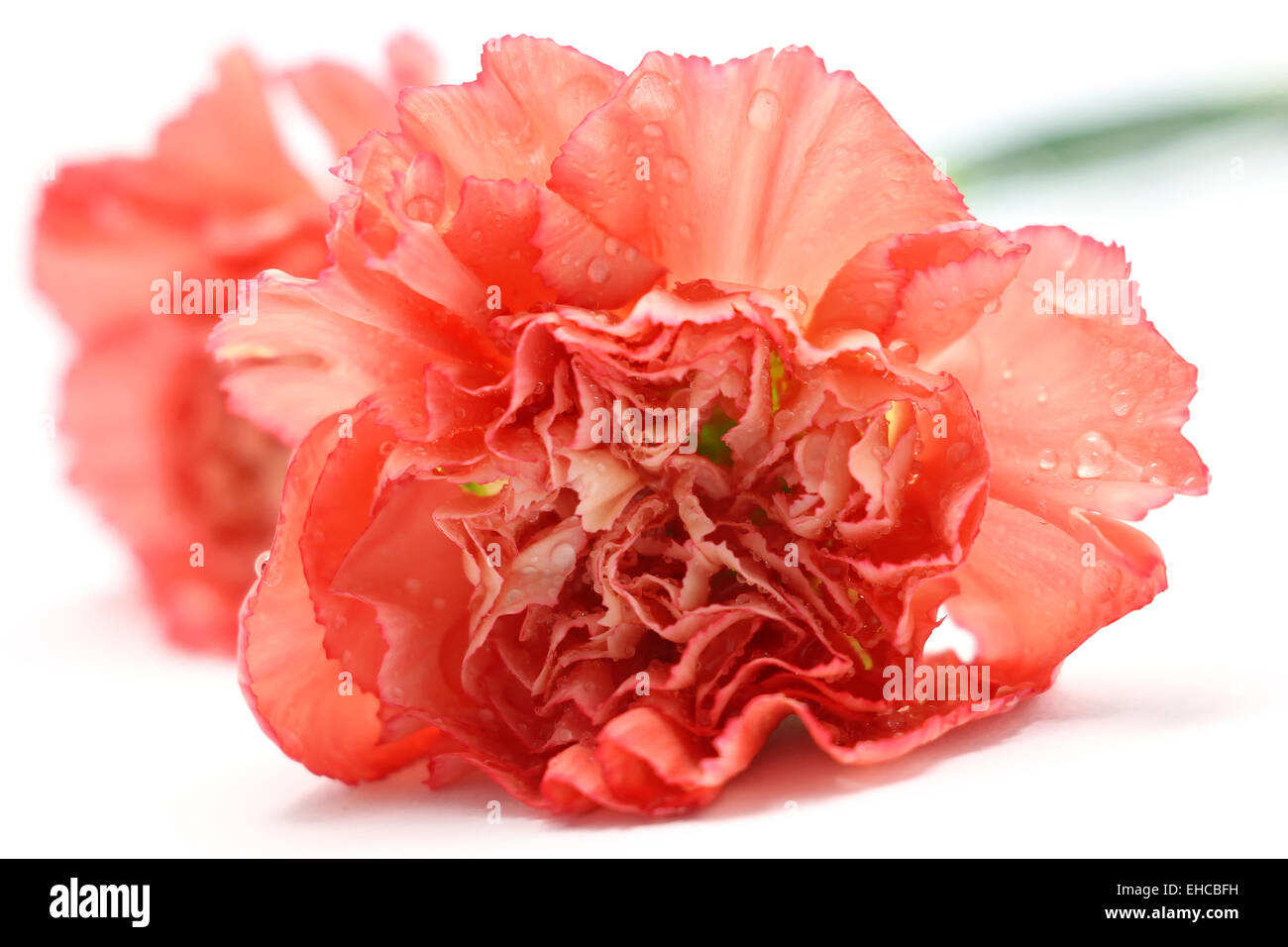 carnation flower isolated on white background Stock Photo - Alamy