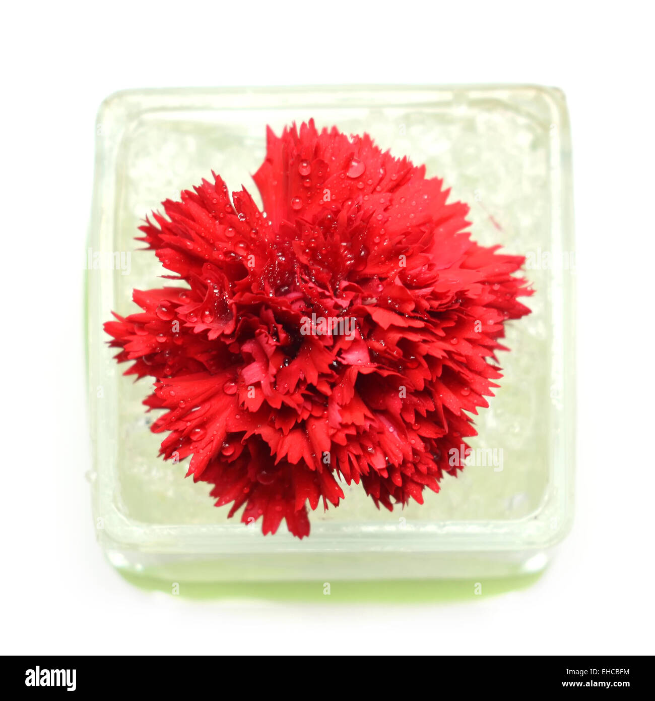 carnation flower isolated on white background Stock Photo - Alamy