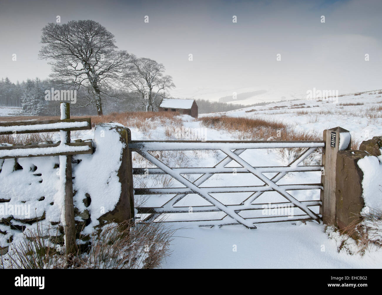 Snow Laden Gate & Old Barn in Winter, Near Wildboarclough, Peak District National Park, Cheshire Stock Photo