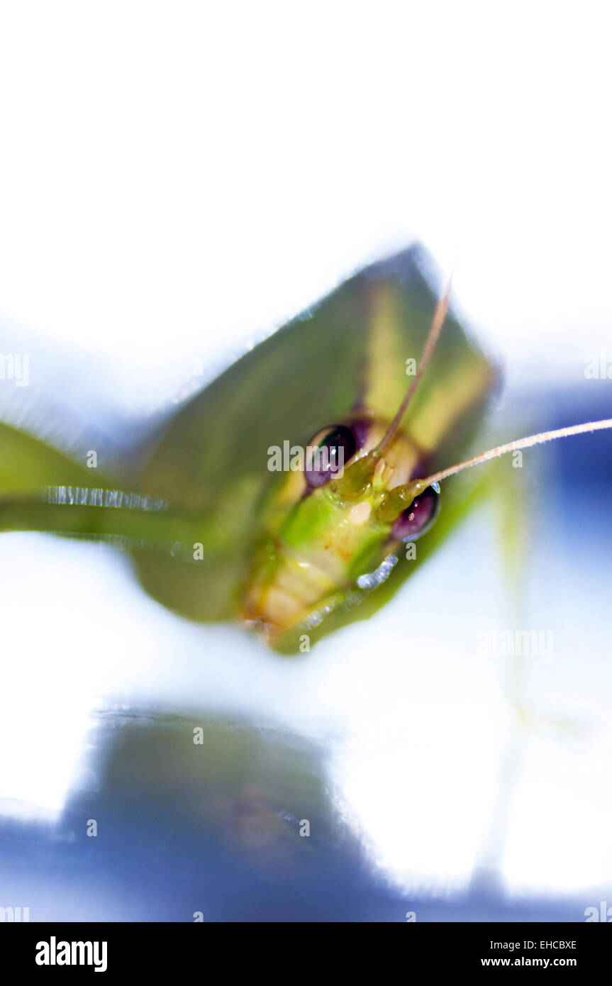 Close up of a green grasshopper in Bali Indonesia Stock Photo