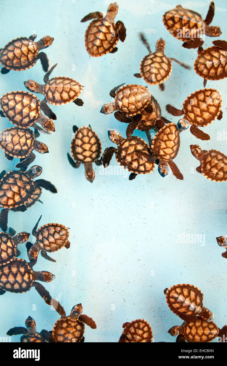 Hawksbill turtle hatchlings swimming in water. Stock Photo