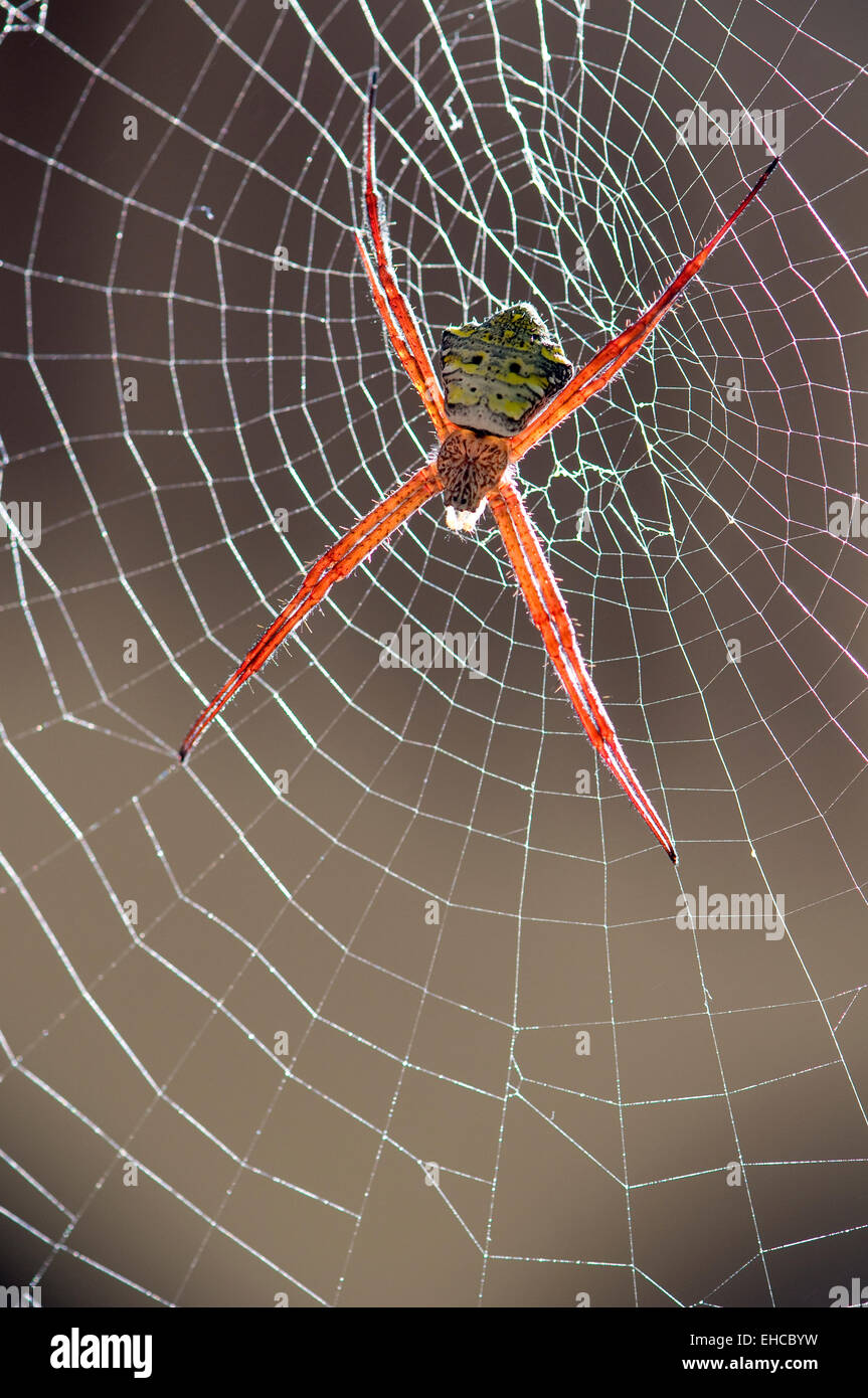 Spider in web. Stock Photo