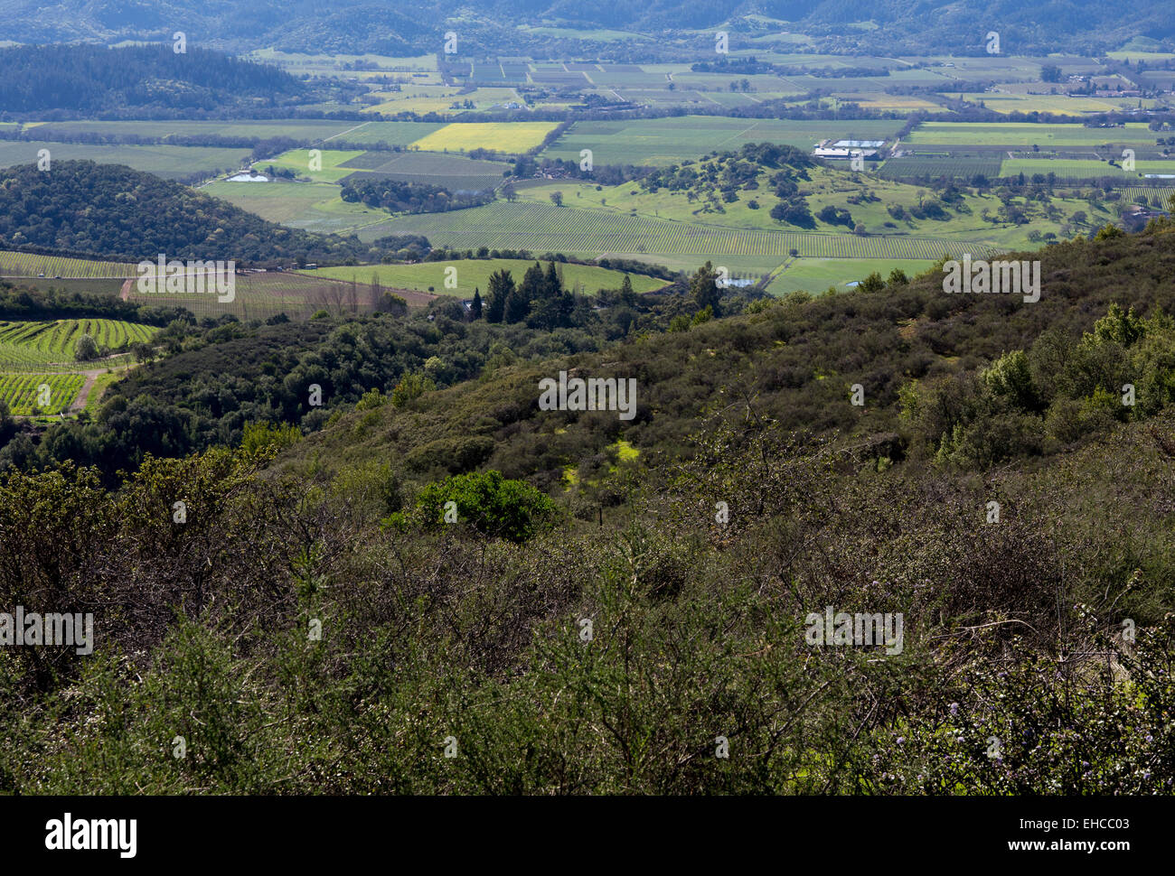 Napa Valley, looking southwest toward Oakville and Yountville from, Ovid Winery, Pritchard Hill, Saint Helena, California Stock Photo