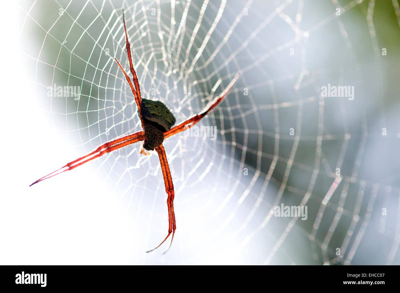 Spider in web. Stock Photo