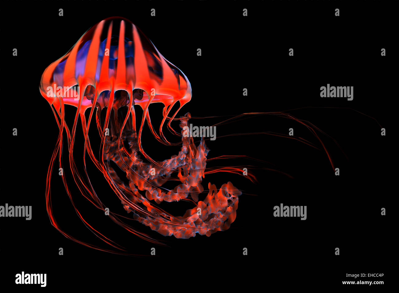 The jellyfish is a predator of the seas which stings its prey with