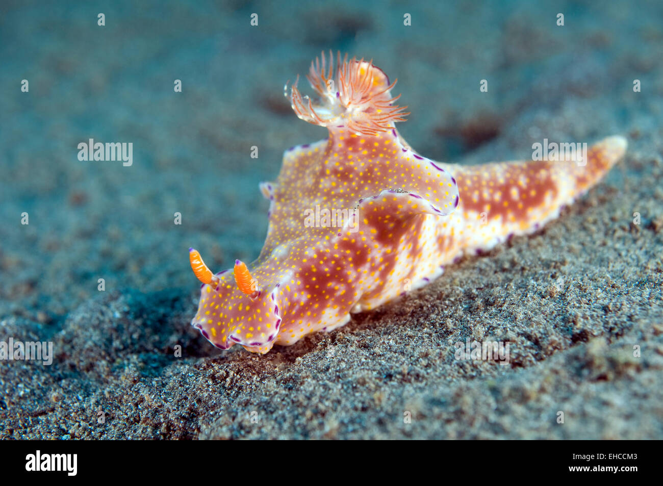 Nudibranch crawling over the reef. Stock Photo