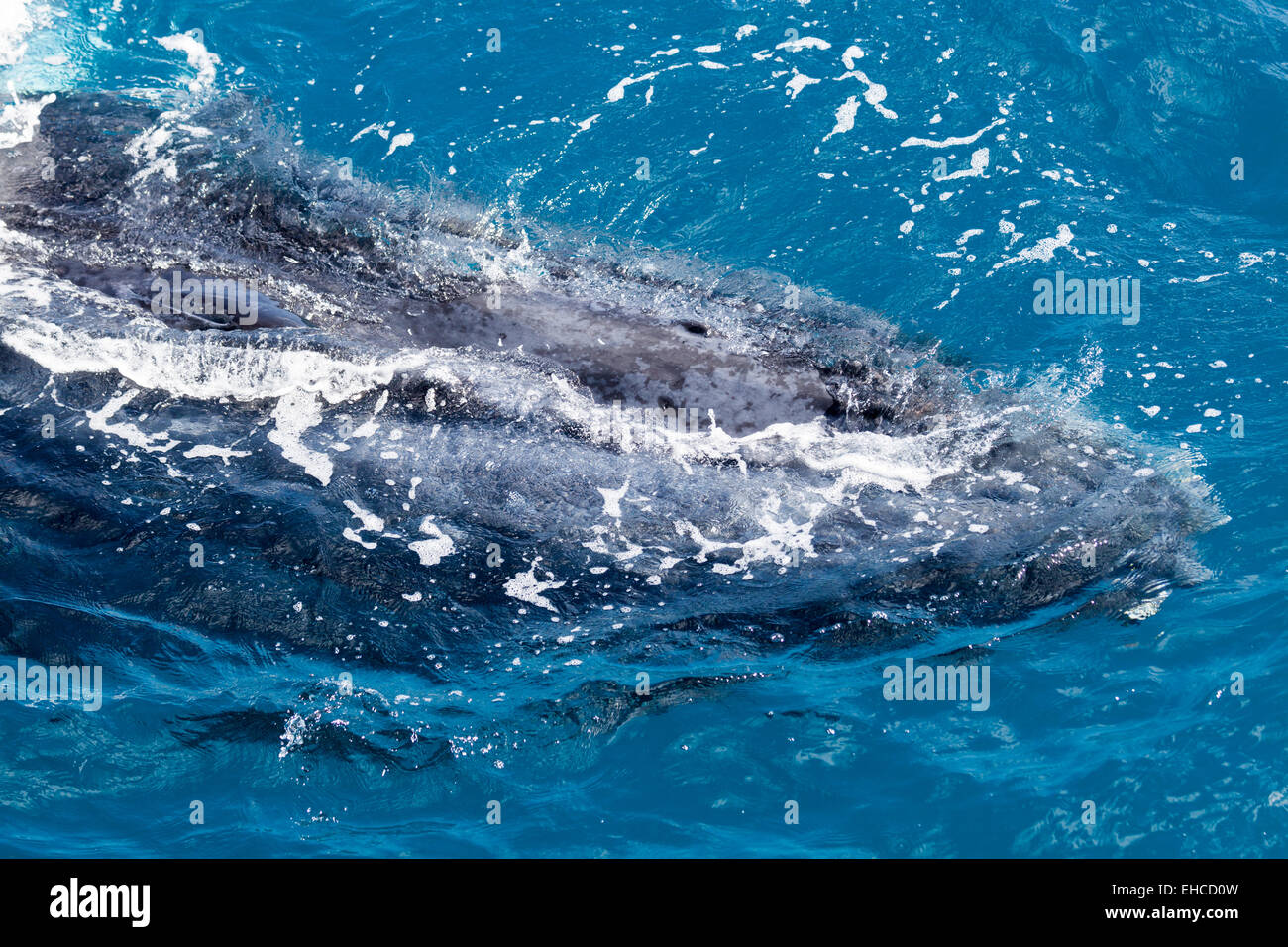 Humpback whale at Hervey Bay queensland Stock Photo