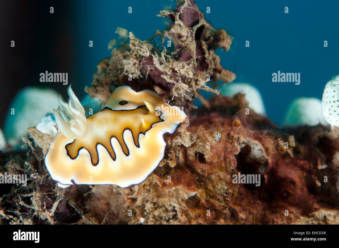 Nudibranch (Chromodoris coi) crawling over the reef. Stock Photo