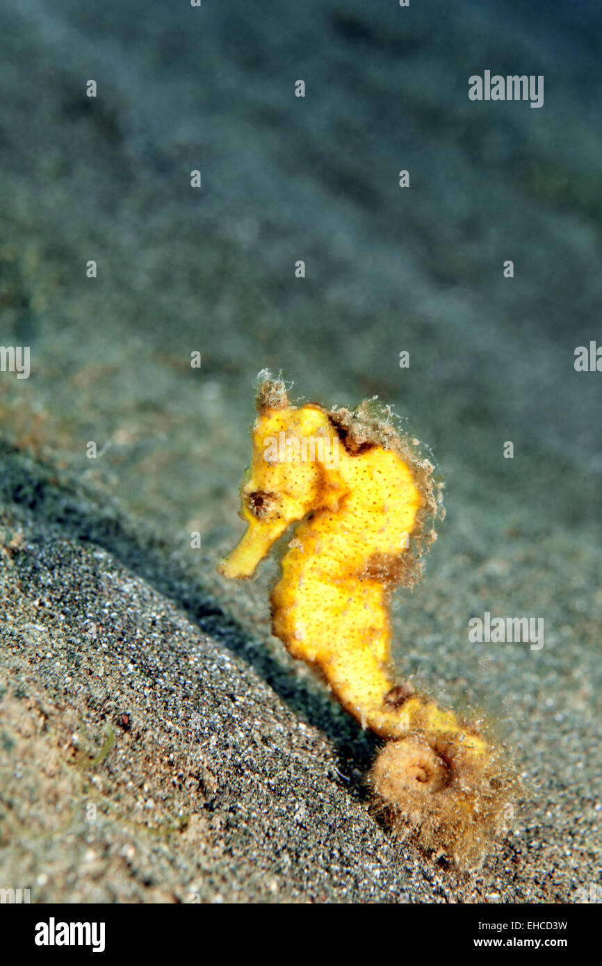 Yellow seahorse (Hippocampus sp) on the sand Stock Photo