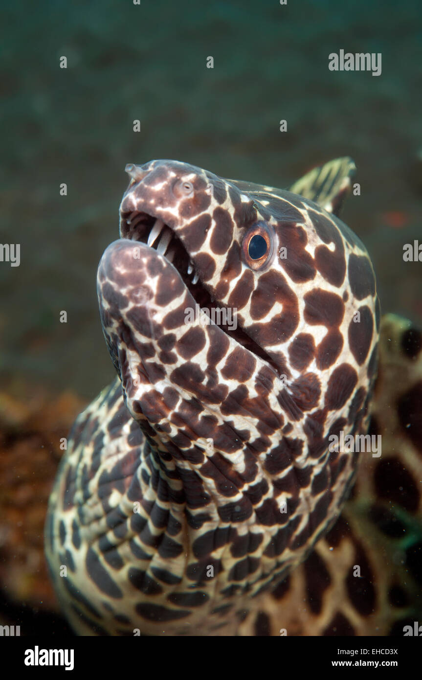 laced moray (Gymnothorax favagineus) also known as the leopard moray, tesselate moray or honeycomb moray Stock Photo