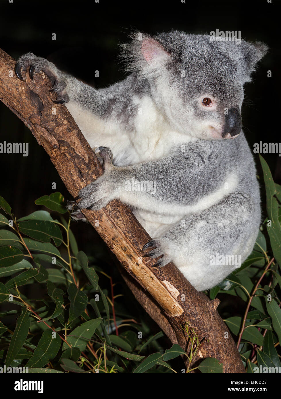 koala are native to australia sleep many hours a day Stock Photo Alamy
