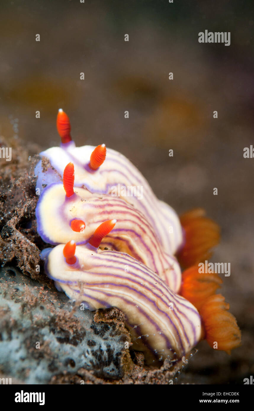 Three Nudibranch (Hypselodoris maridadilus) Stock Photo