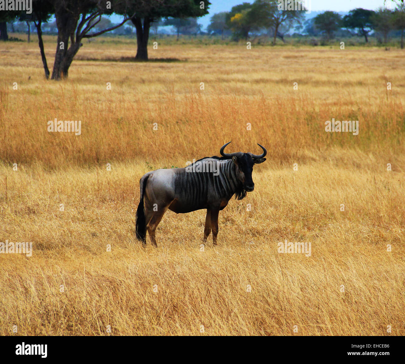 A lone wildebeest in Mikumi National Park, Tanzania, Africa while on Safari Stock Photo