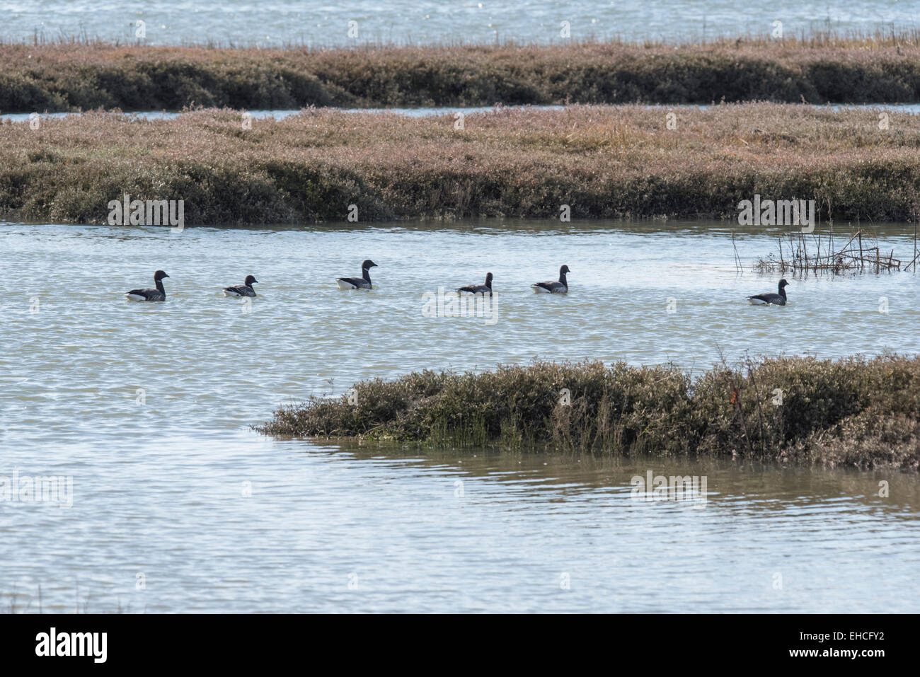 Small flock of Brent Geese swimming in the creek at Leigh on Sea (Two Tree Island) at high tide Stock Photo