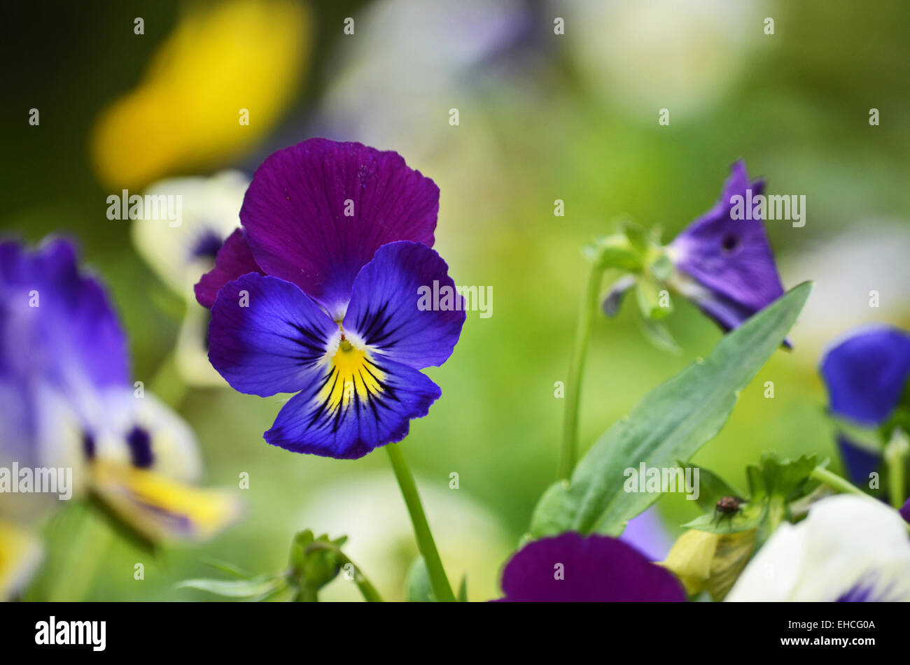 Purple Pansy flower in botanical garden at Ooty,Tamilnadu ,India Stock Photo