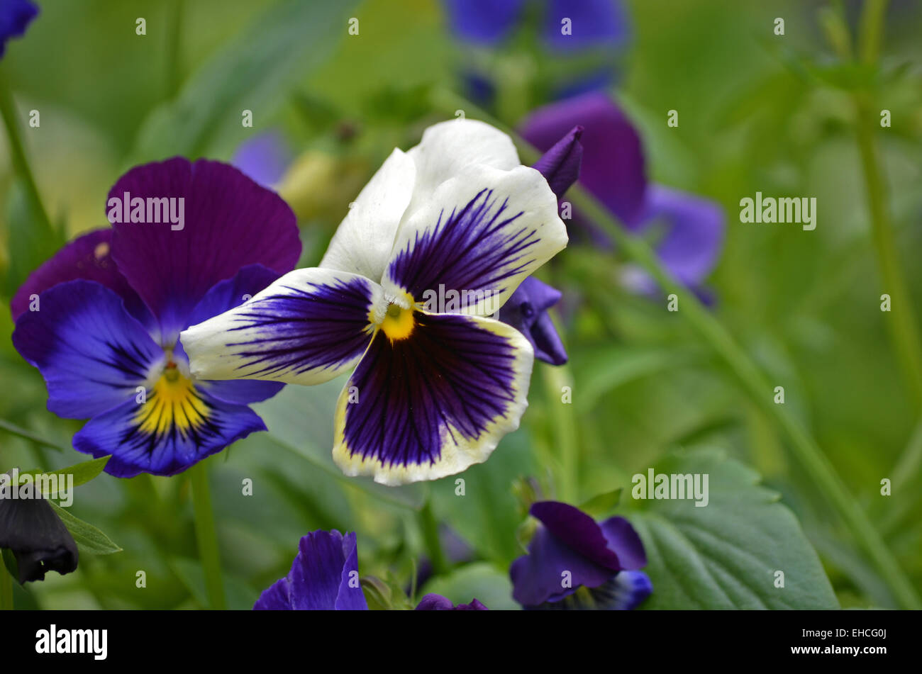 Purple Pansy flowers in botanical garden at Ooty,Tamilnadu ,India Stock Photo