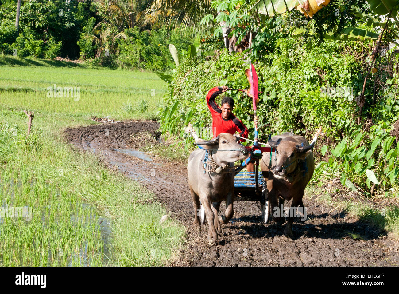 Water buffalo racing in the rice paddies of Bali. Stock Photo