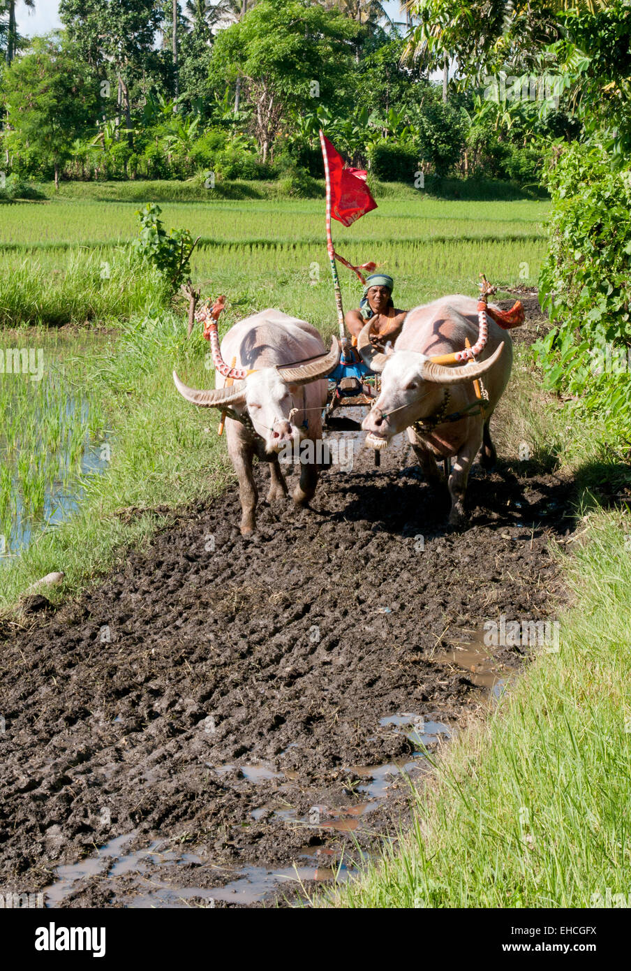 Water buffalo racing in the rice paddies of Bali. Stock Photo