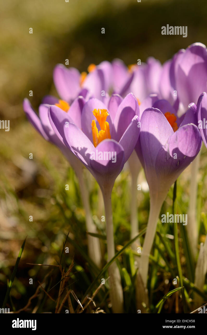 Pink crocus on a green meadow Stock Photo Alamy