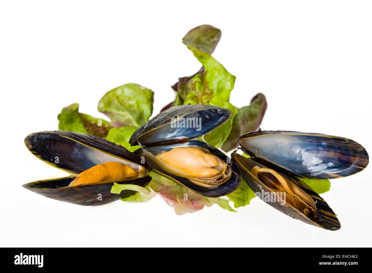 cooked open blue mussels Stock Photo