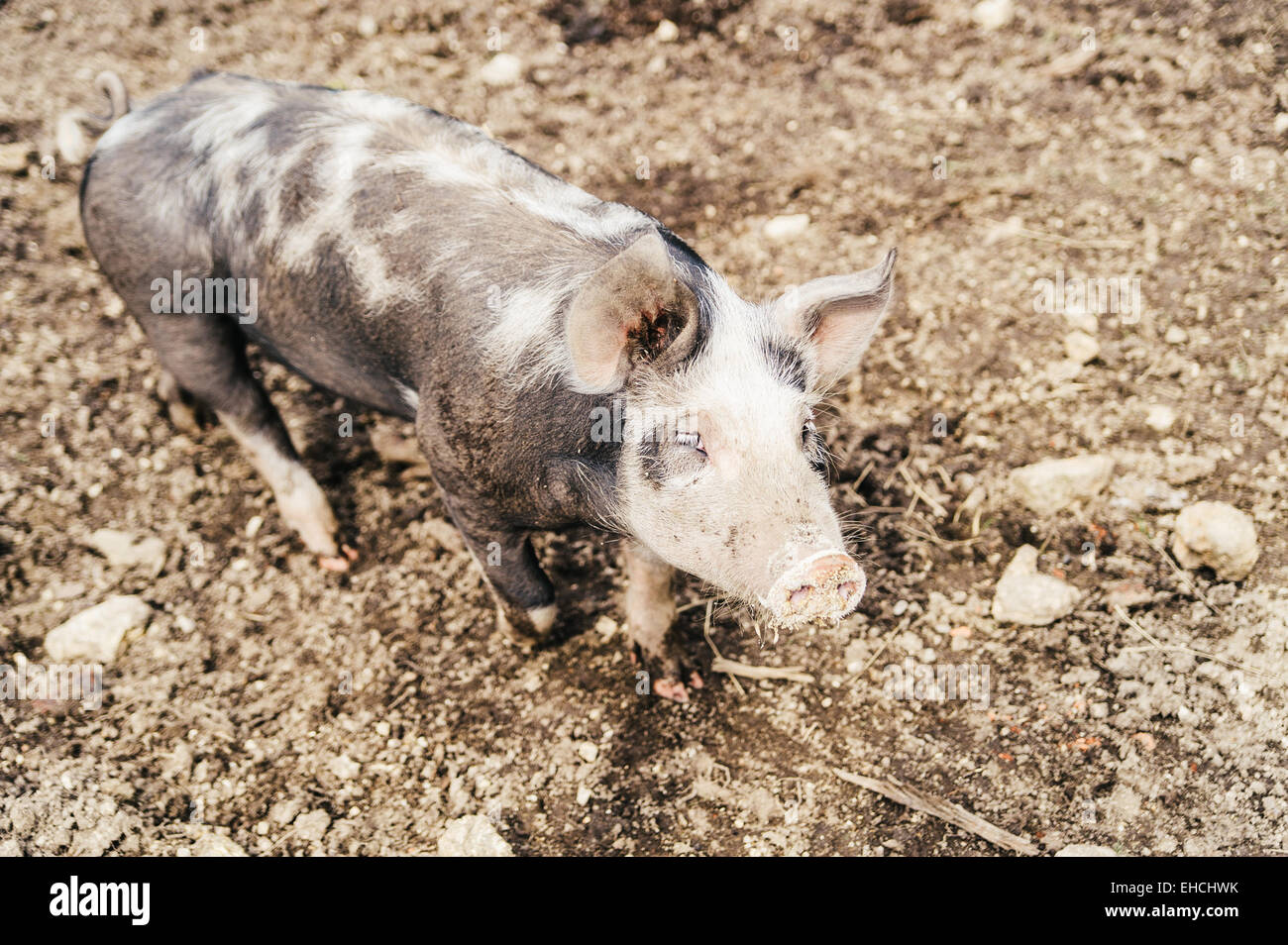 Spotted pig Stock Photo