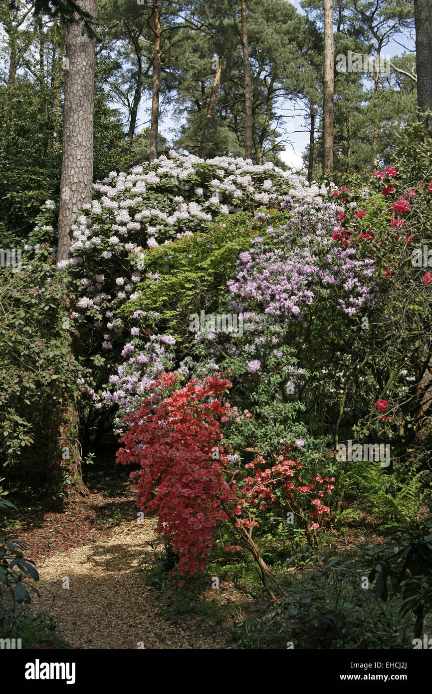 Singular Rhododendron Rhododendron wald hi-res stock photography and images - Alamy