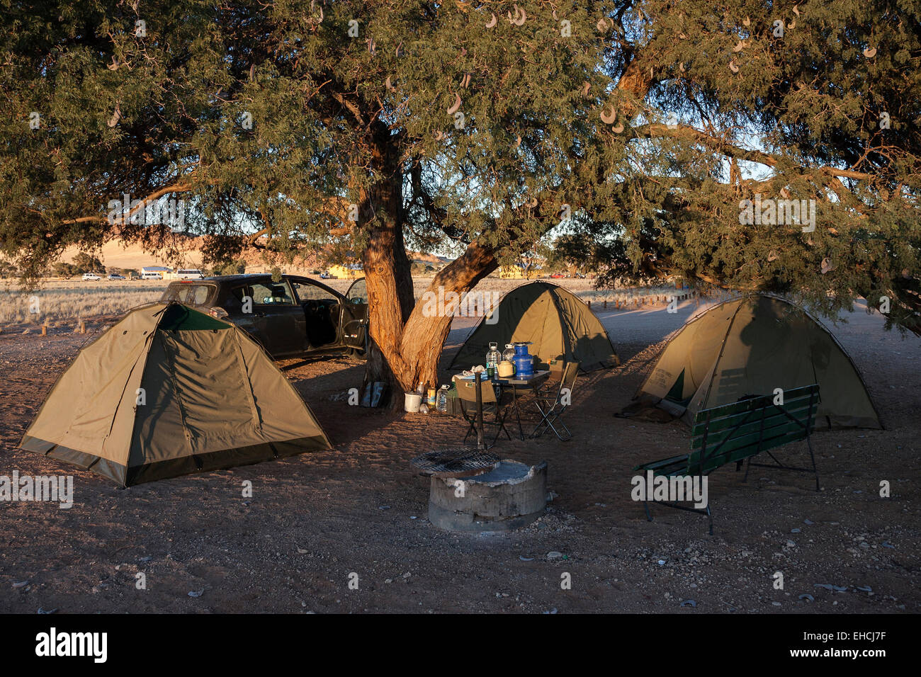 Tents under a Camel Thorn tree (Vachellia erioloba) in Sesriem Camp