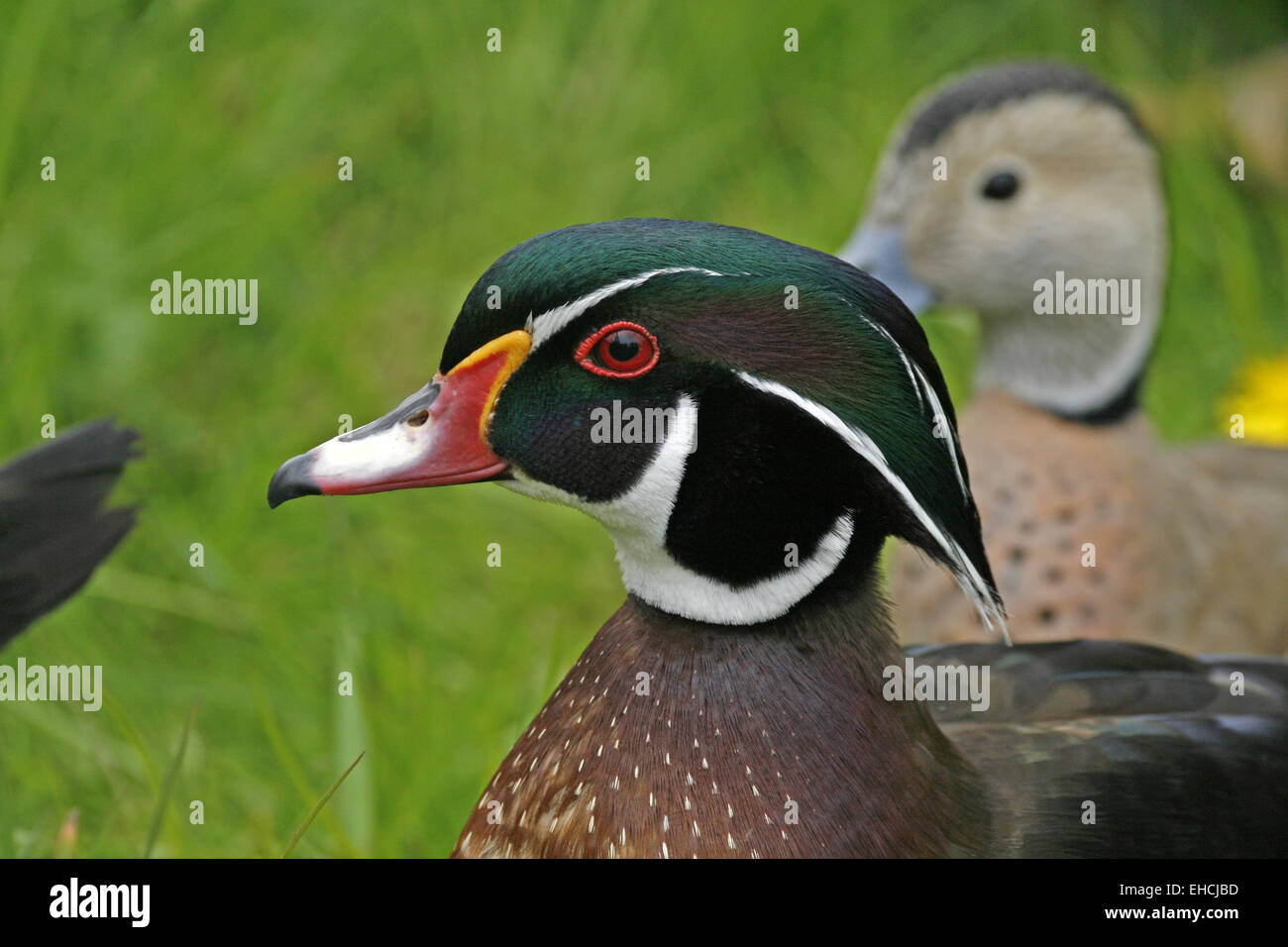 Wood Duck, Aix sponsa Stock Photo Alamy